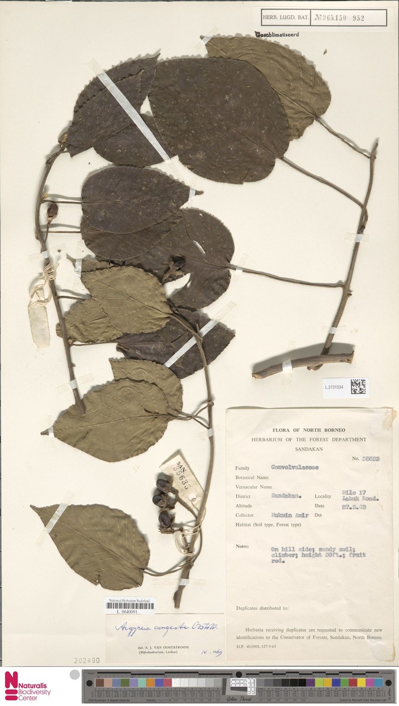 Argyreia congesta photo 8