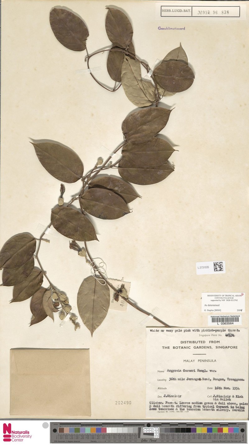 Argyreia corneri