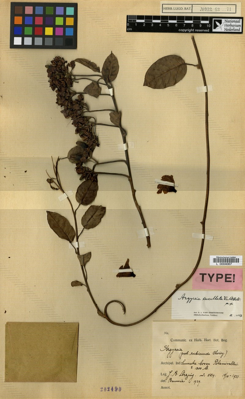 Argyreia cucullata