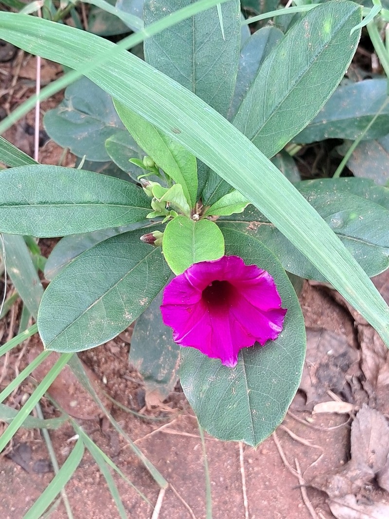 Argyreia cuneata photo 2
