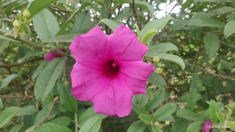 Argyreia cuneata photo 3