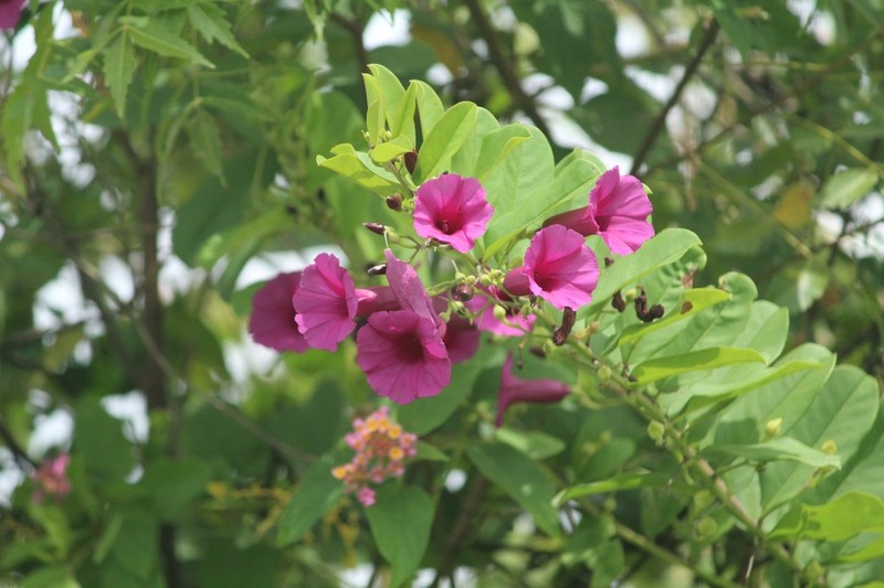 Argyreia cuneata photo 4