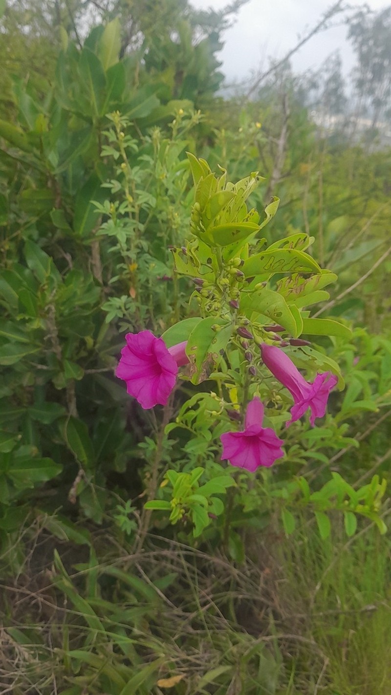 Argyreia cuneata photo 5