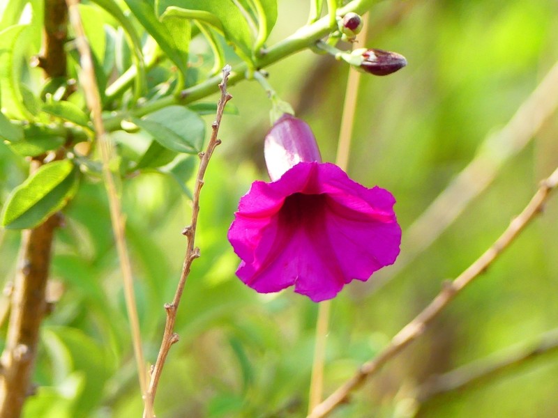 Argyreia cuneata photo 6