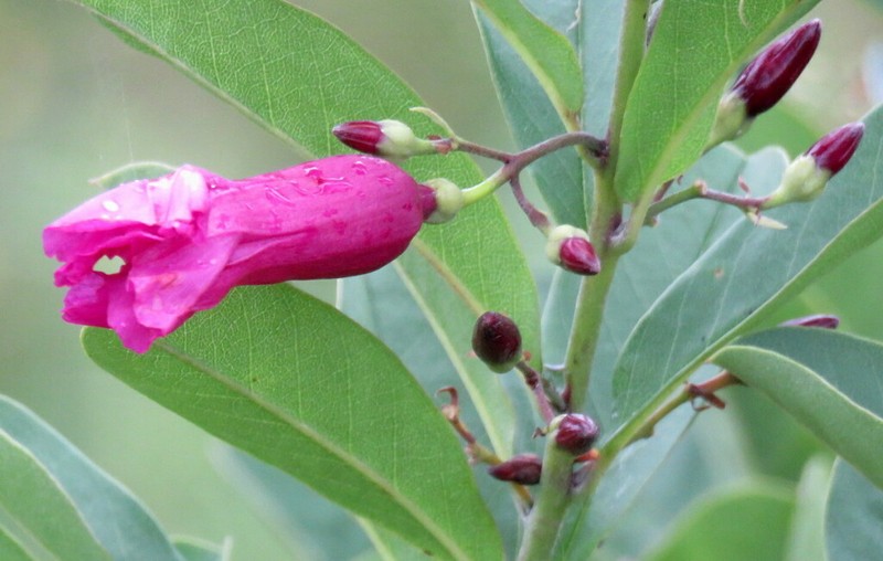 Argyreia cuneata photo 7