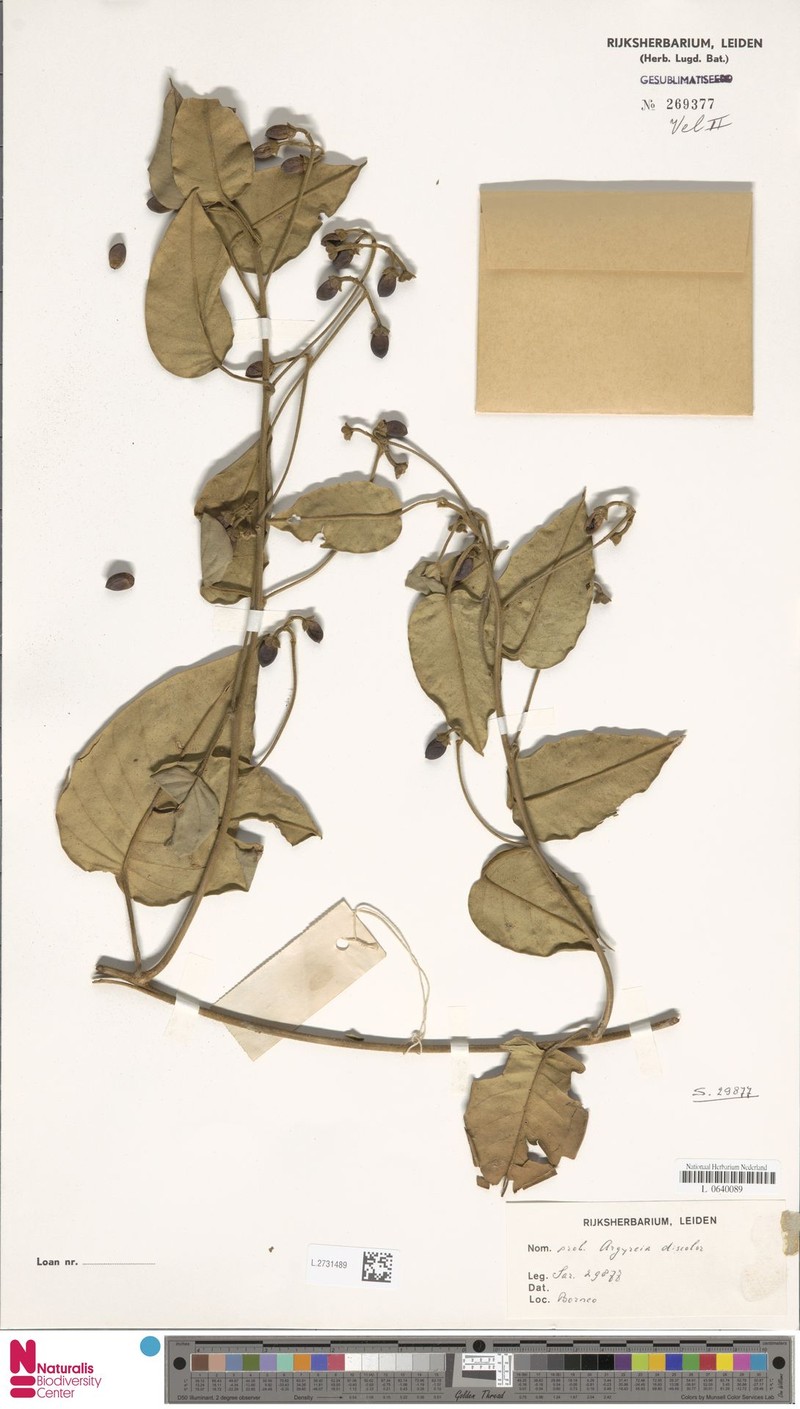 Argyreia discolor photo 2