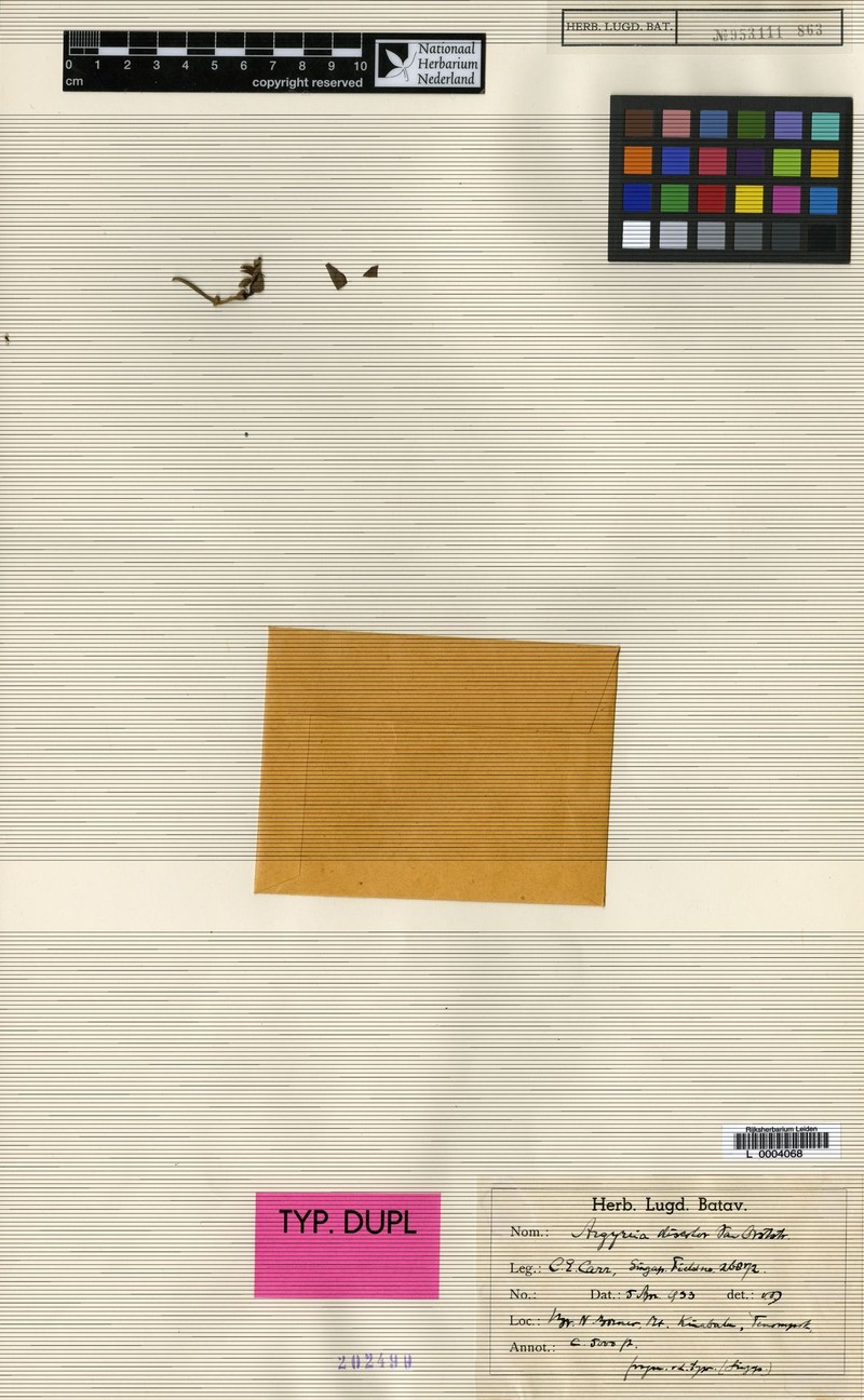 Argyreia discolor photo 3