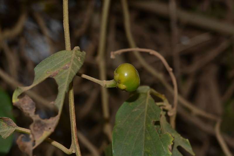 Argyreia elliptica