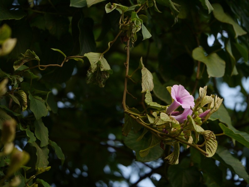Argyreia elliptica photo 3