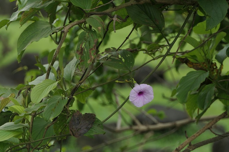 Argyreia elliptica photo 4