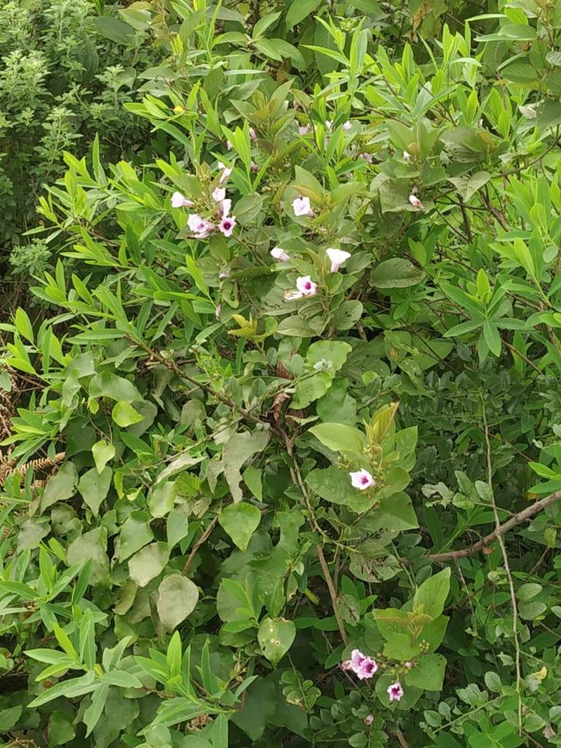 Argyreia elliptica photo 5