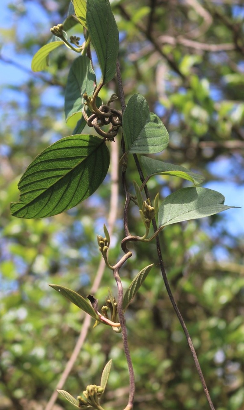 Argyreia elliptica photo 6