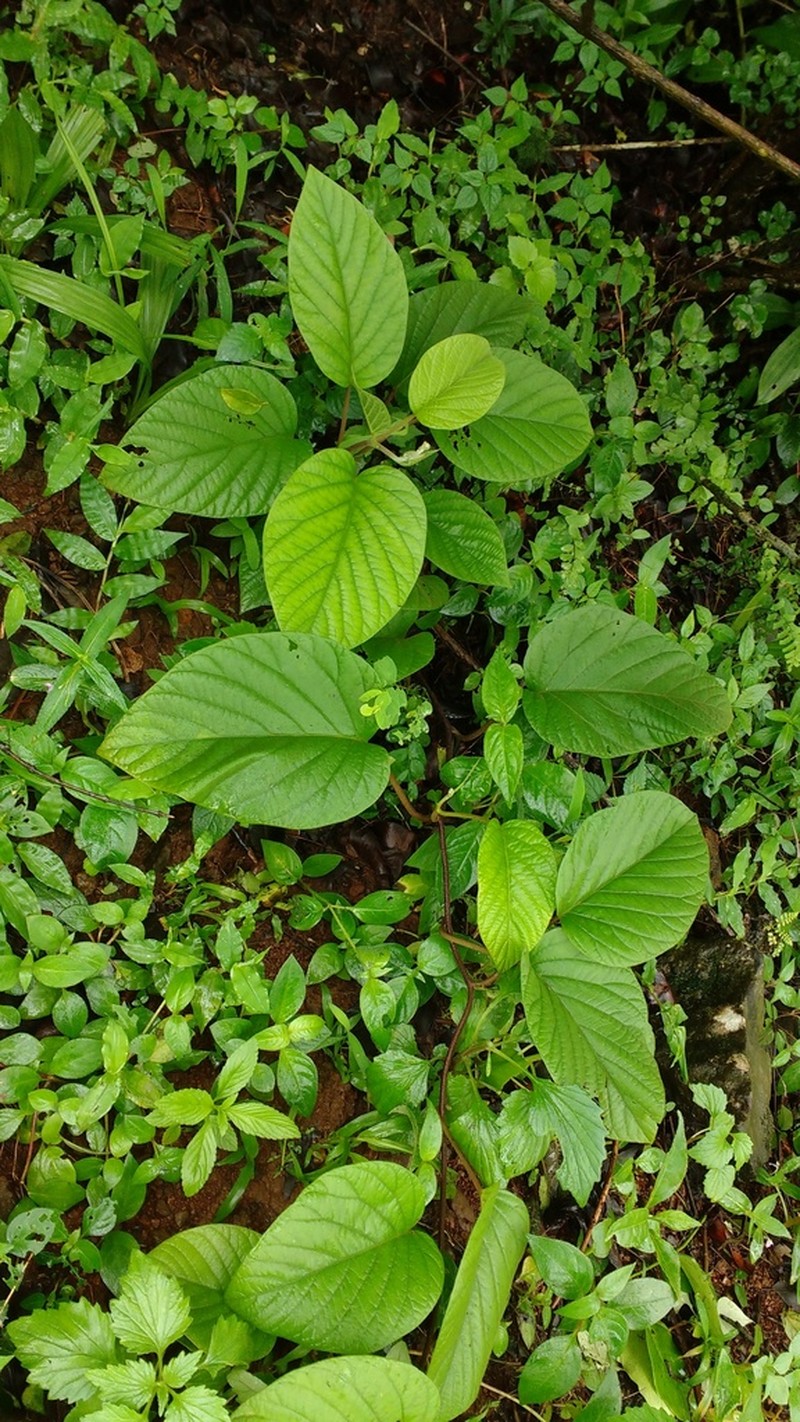 Argyreia elliptica photo 8