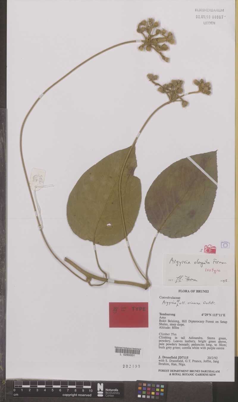 Argyreia elongata
