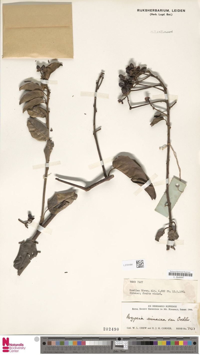 Argyreia erinacea photo 2
