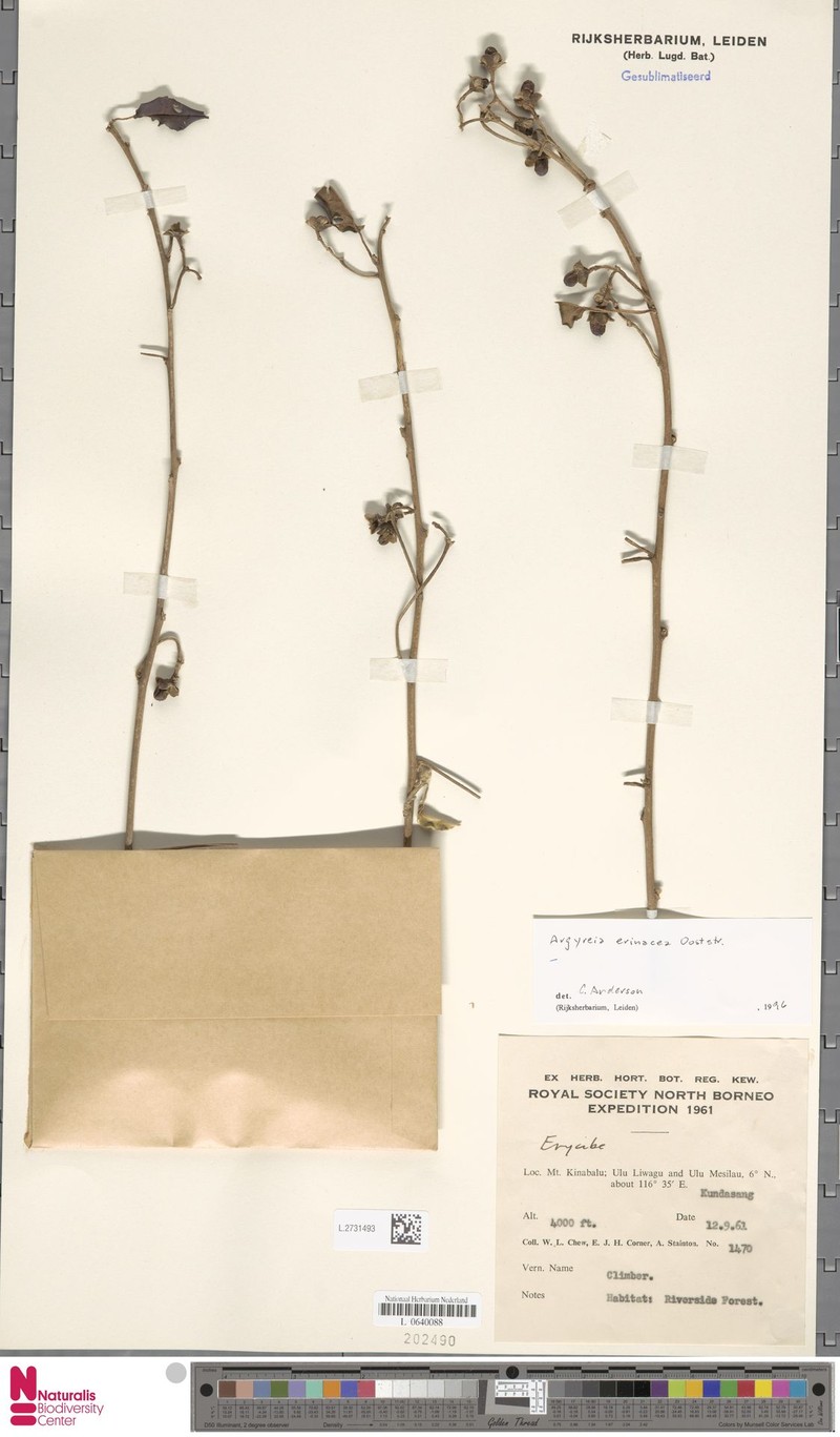 Argyreia erinacea photo 3
