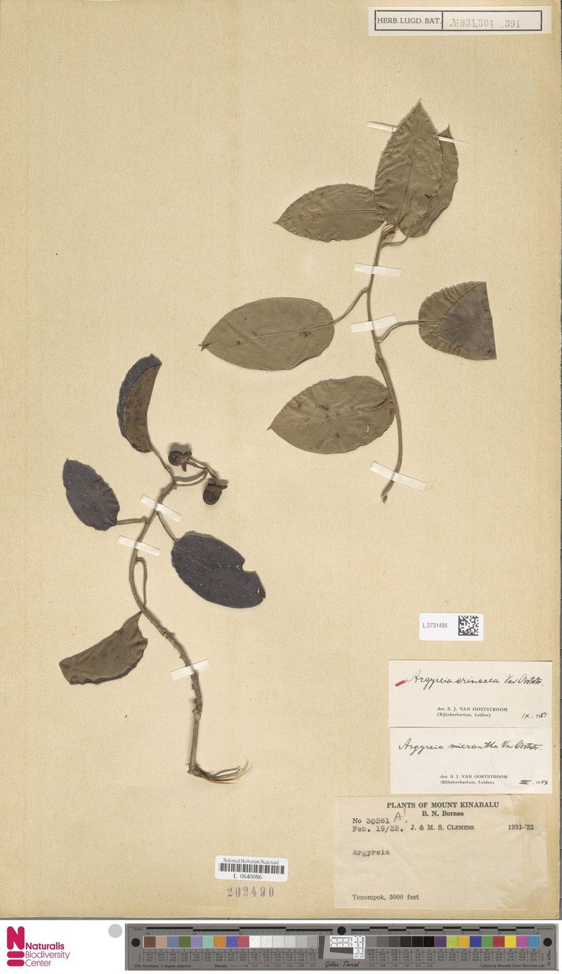 Argyreia erinacea photo 5