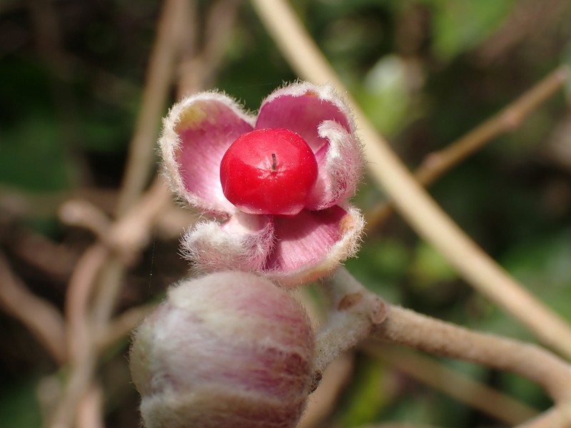 Argyreia formosana