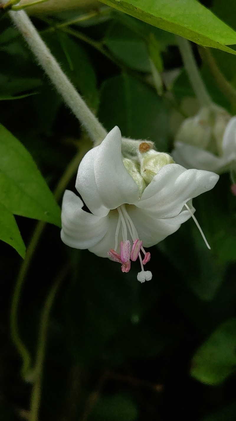 Argyreia formosana photo 2