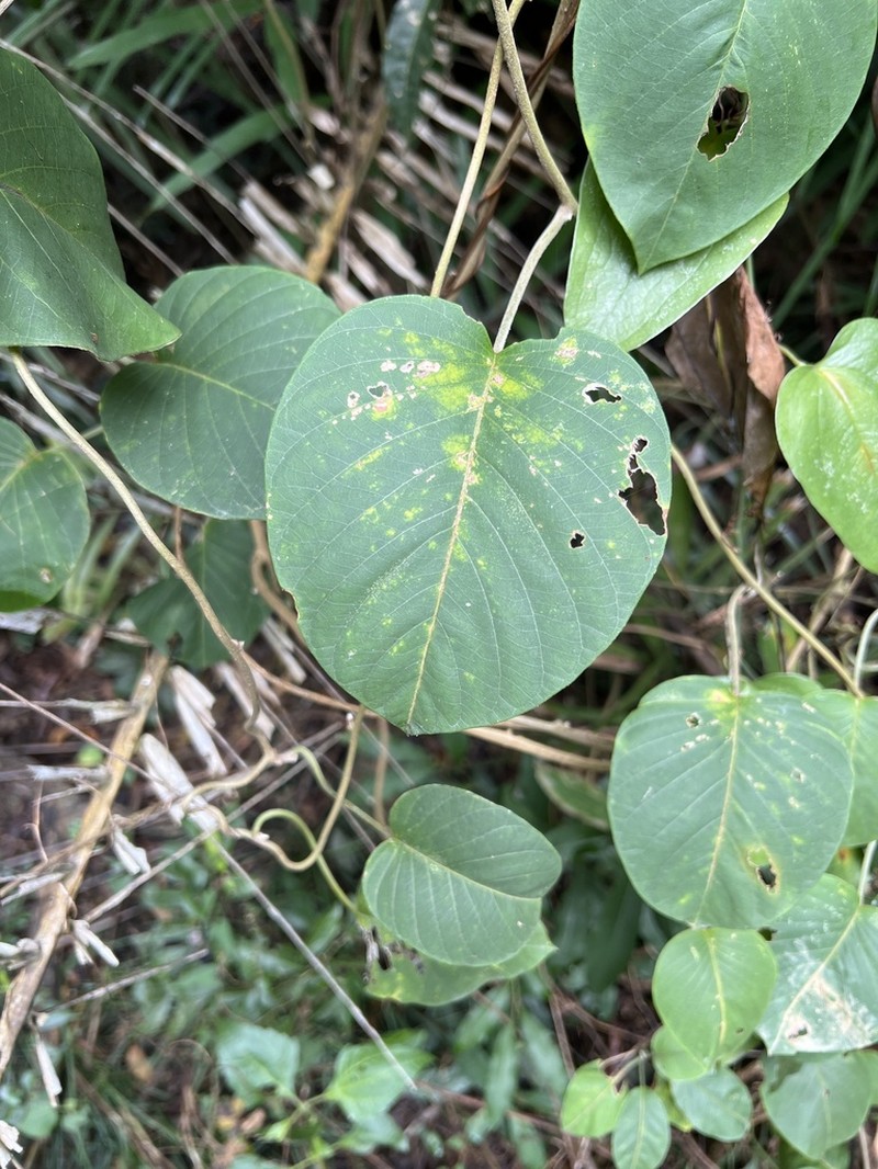 Argyreia formosana photo 3