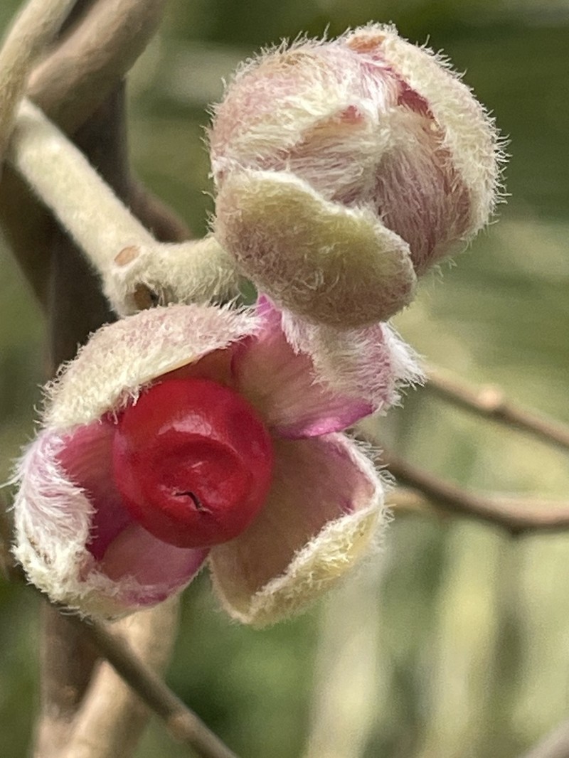 Argyreia formosana photo 5