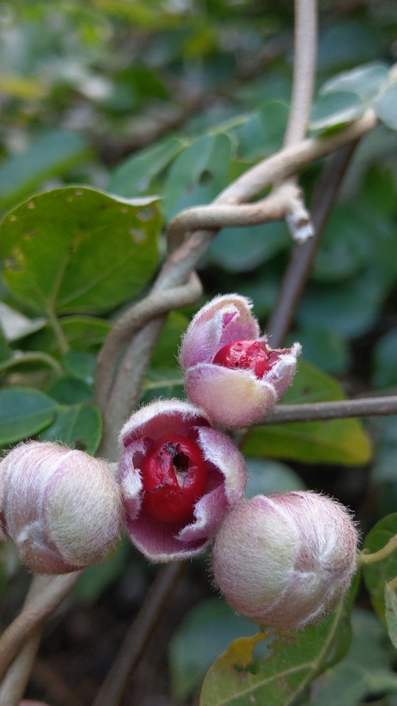 Argyreia formosana photo 6