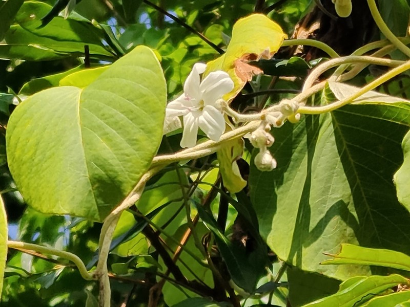 Argyreia formosana photo 7