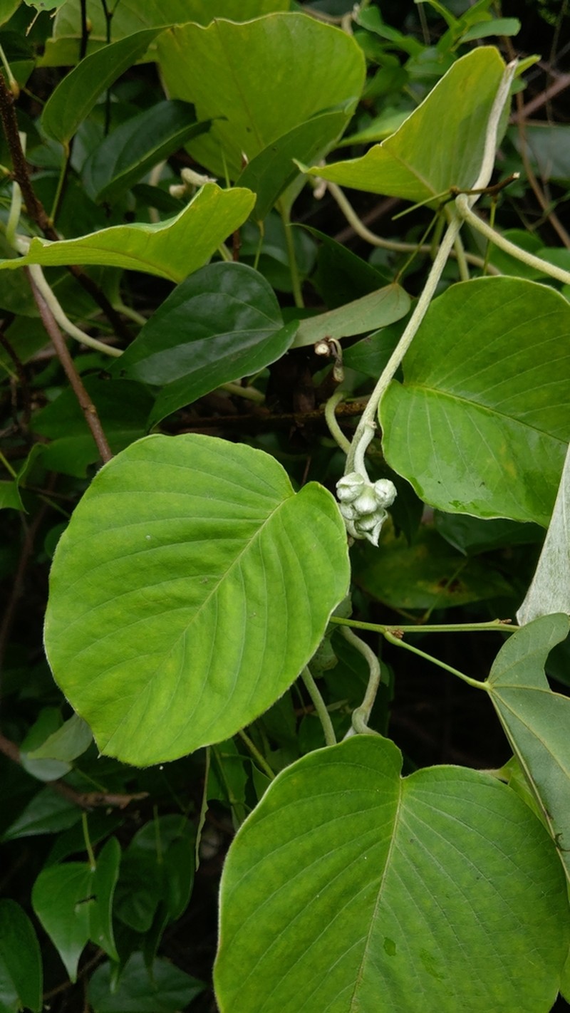 Argyreia formosana photo 8