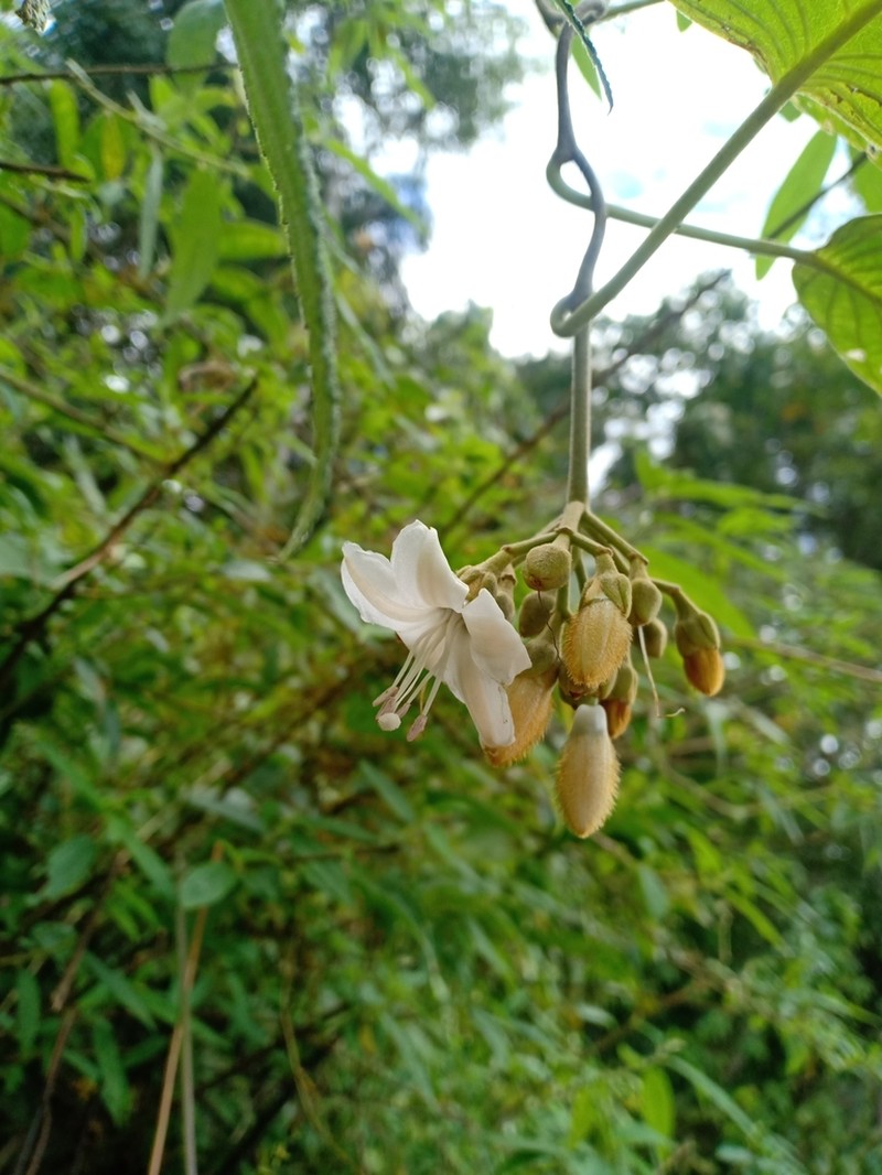 Argyreia fulvocymosa
