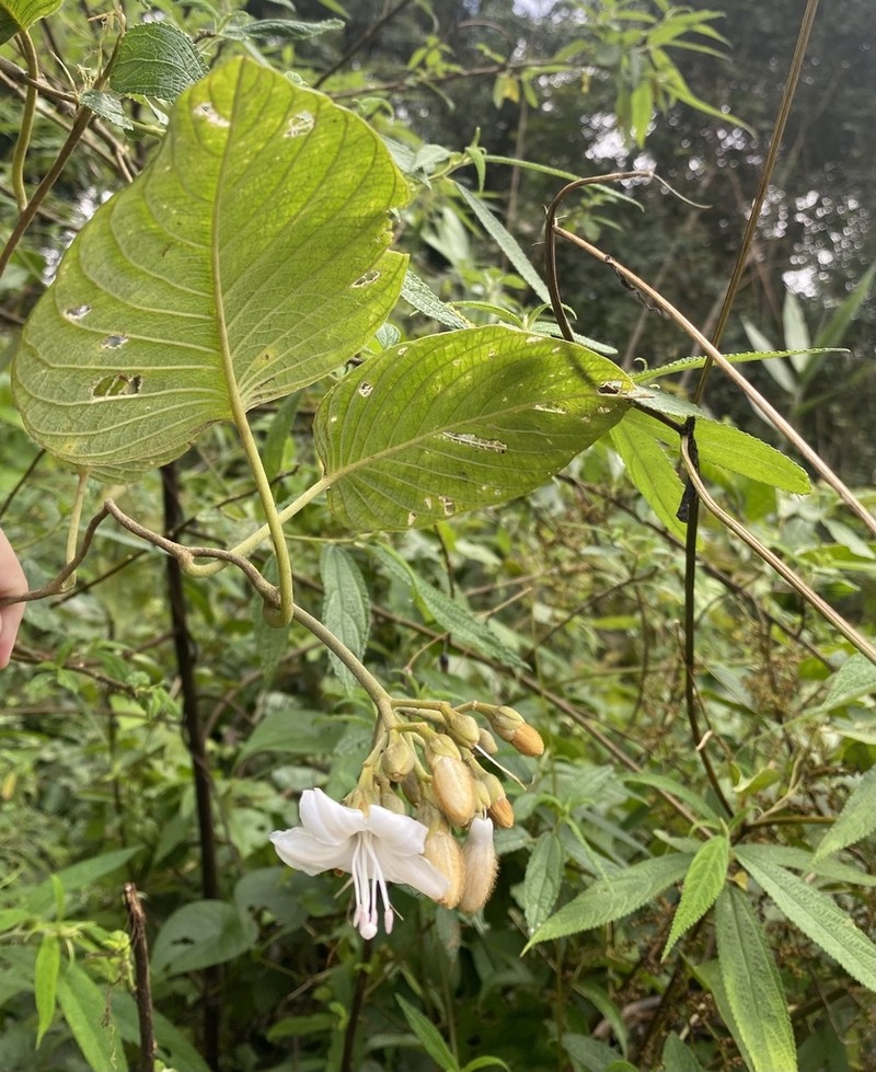 Argyreia fulvocymosa photo 2