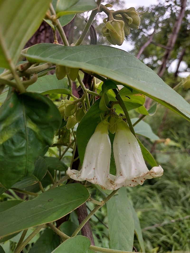 Argyreia gyrobracteata