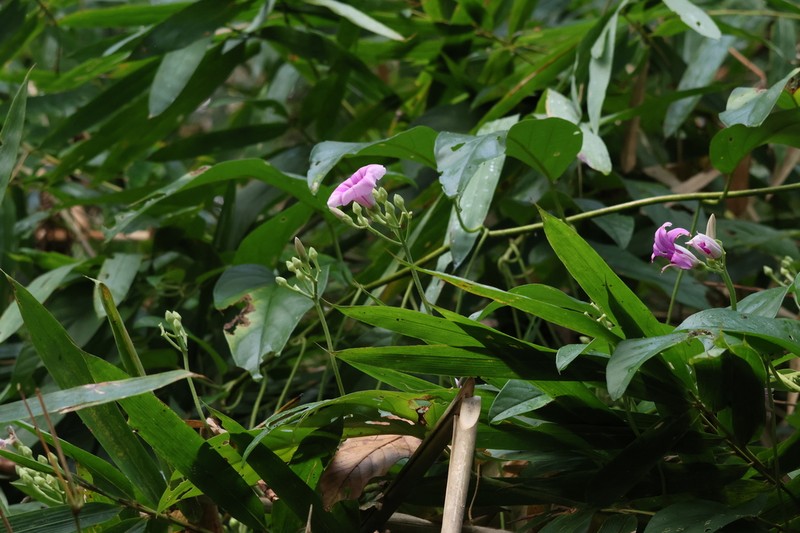Argyreia henryi photo 2