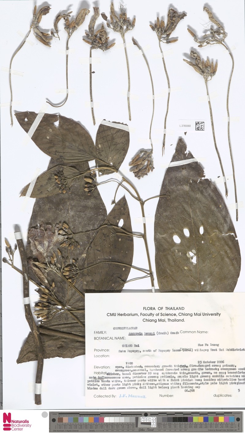 Argyreia henryi photo 5