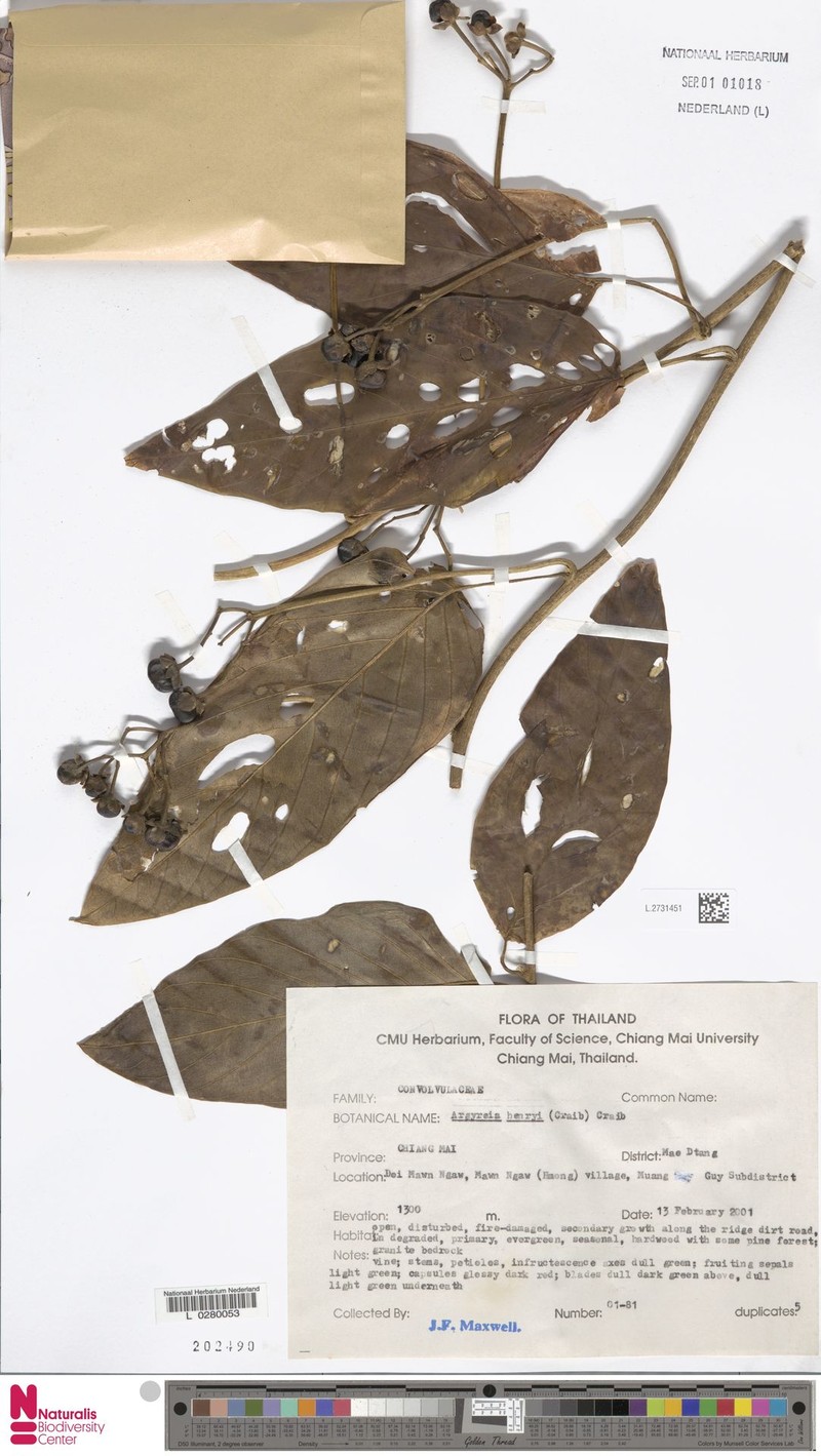 Argyreia henryi photo 6