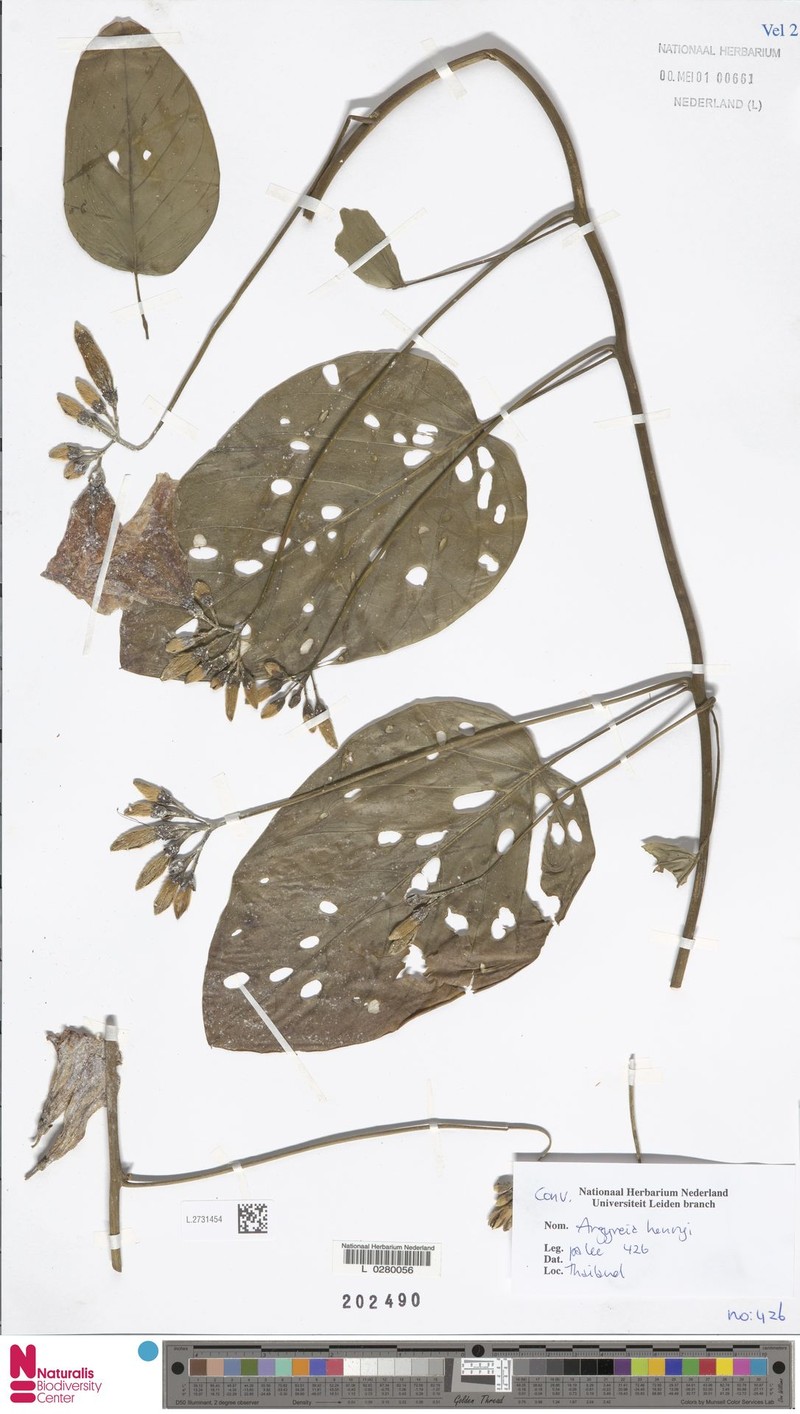Argyreia henryi photo 7