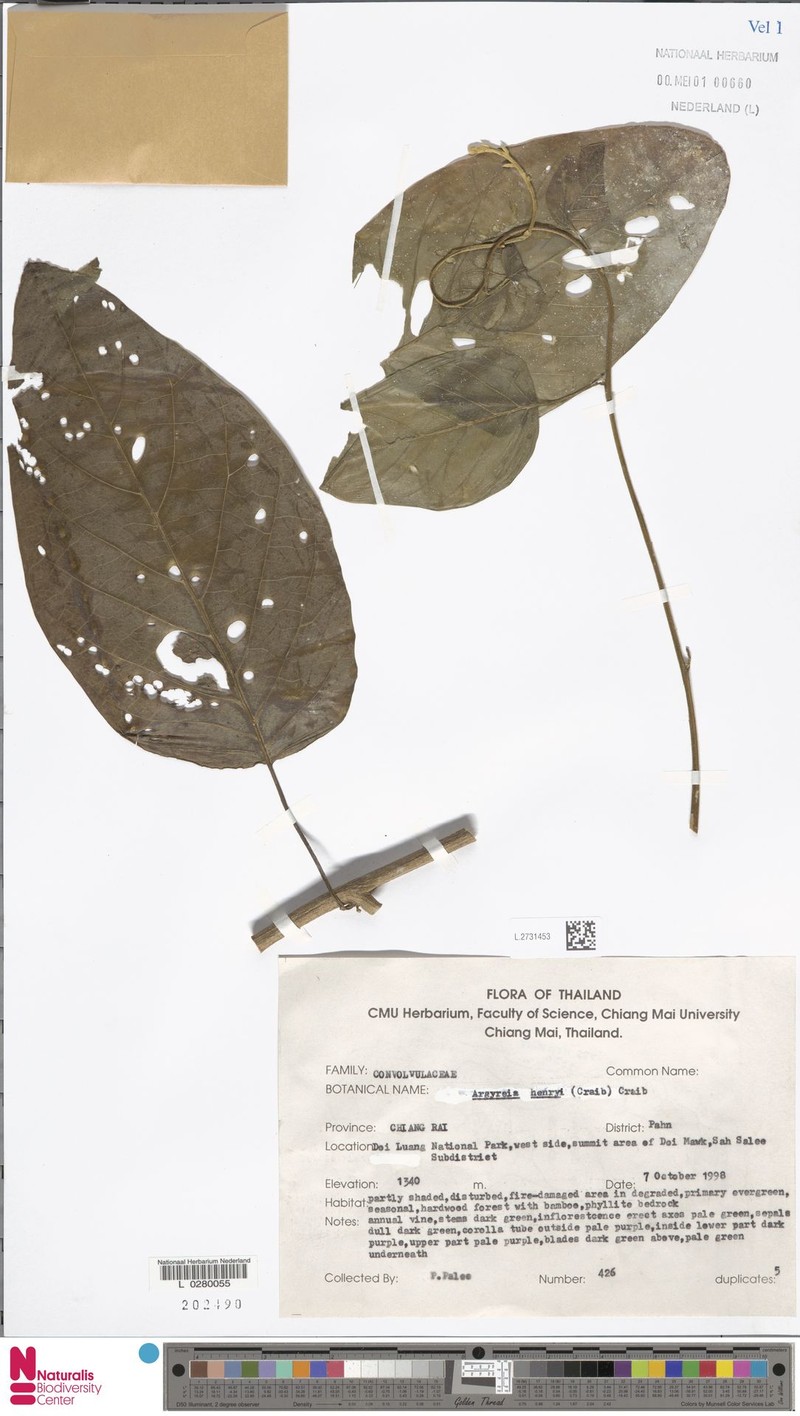 Argyreia henryi photo 8