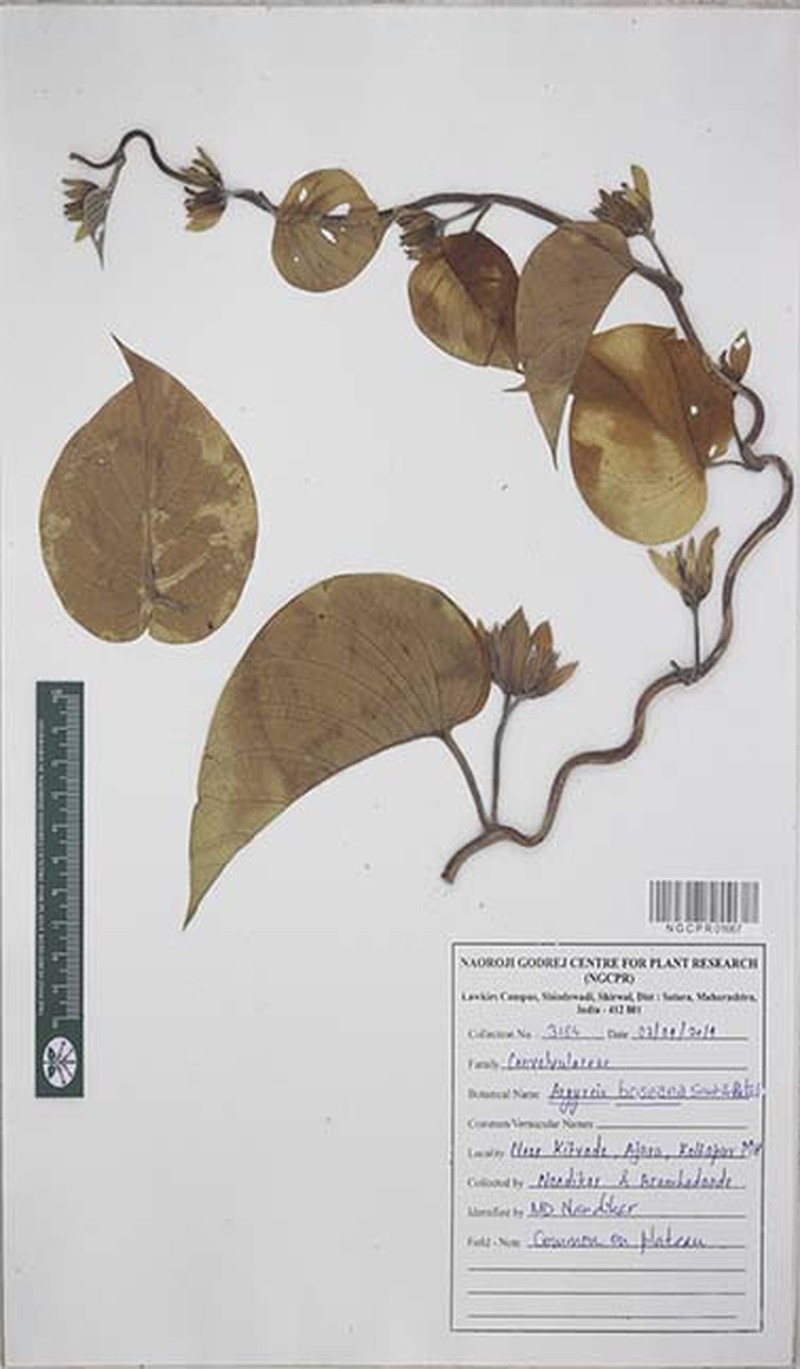 Argyreia hookeri photo 2