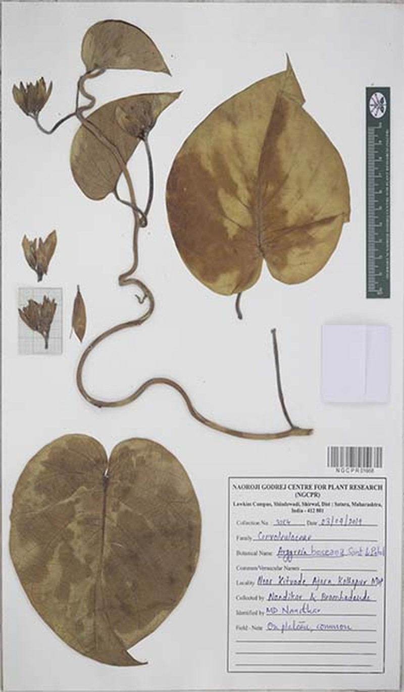 Argyreia hookeri photo 3