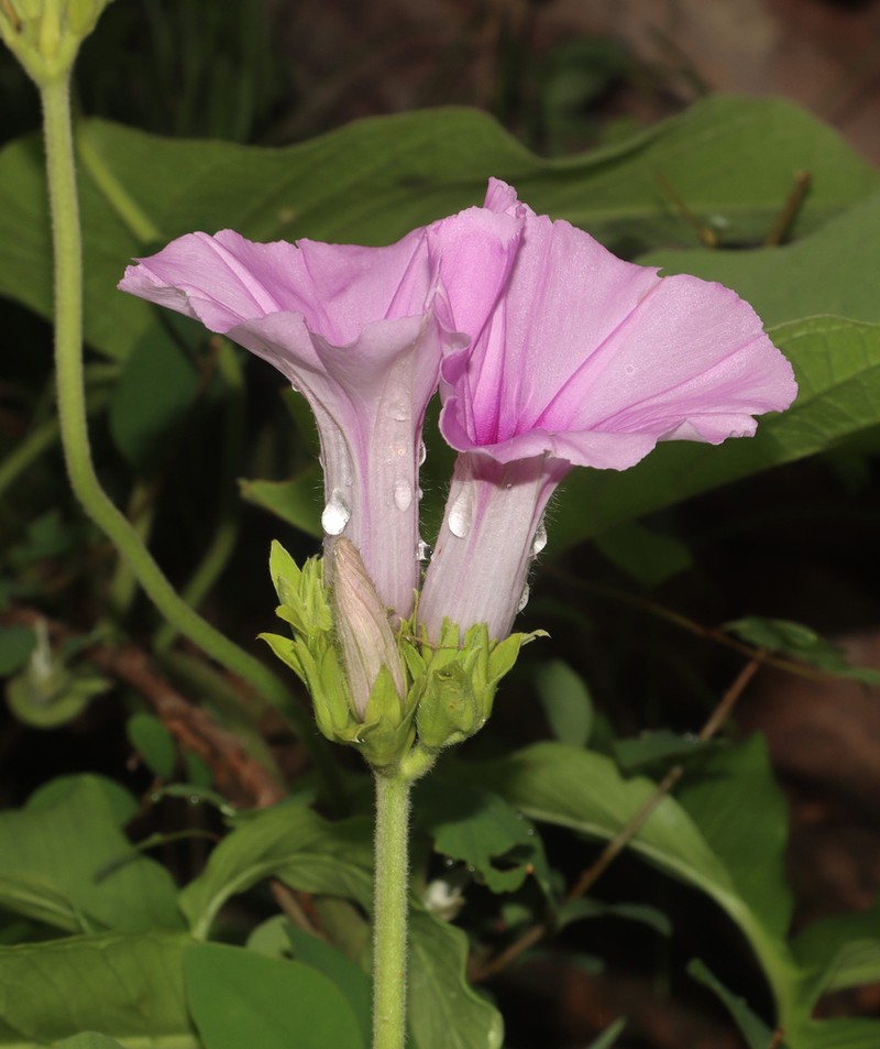 Argyreia hookeri photo 4