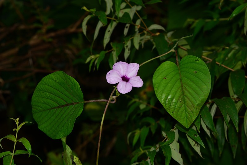 Argyreia hookeri photo 6