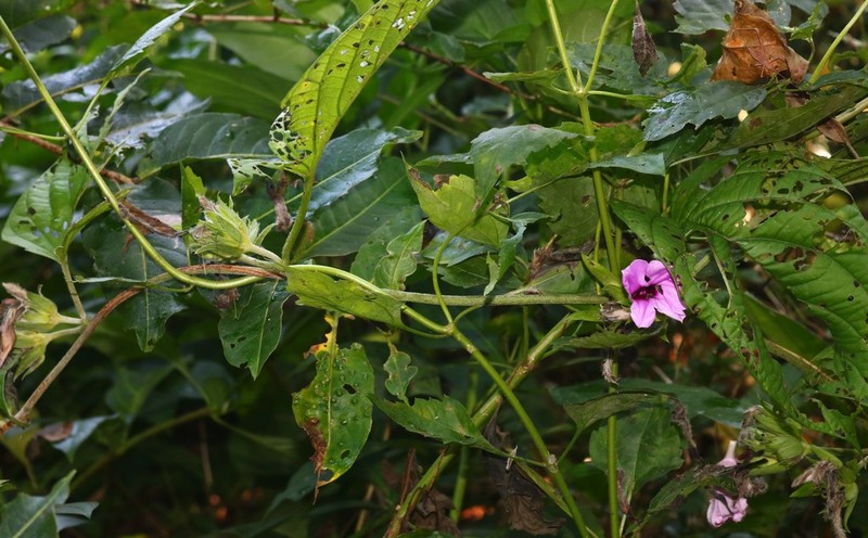 Argyreia involucrata