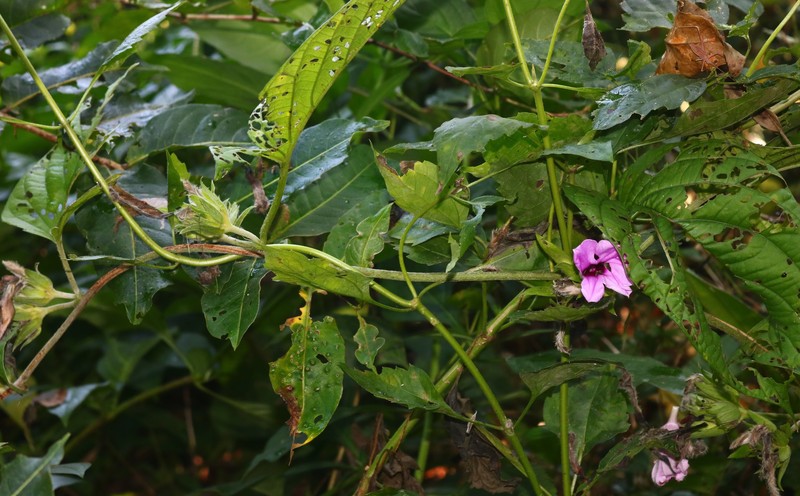 Argyreia involucrata photo 2