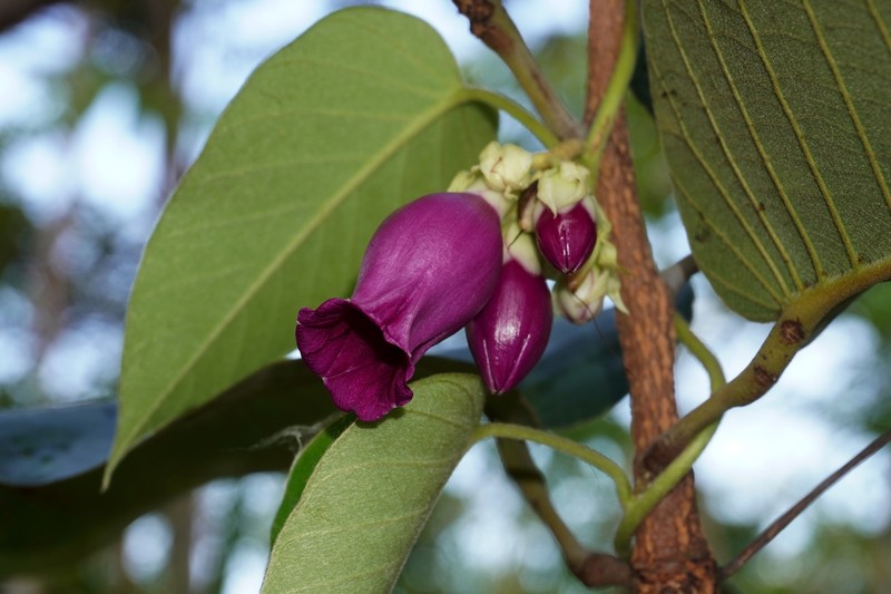 Argyreia kerrii photo 3