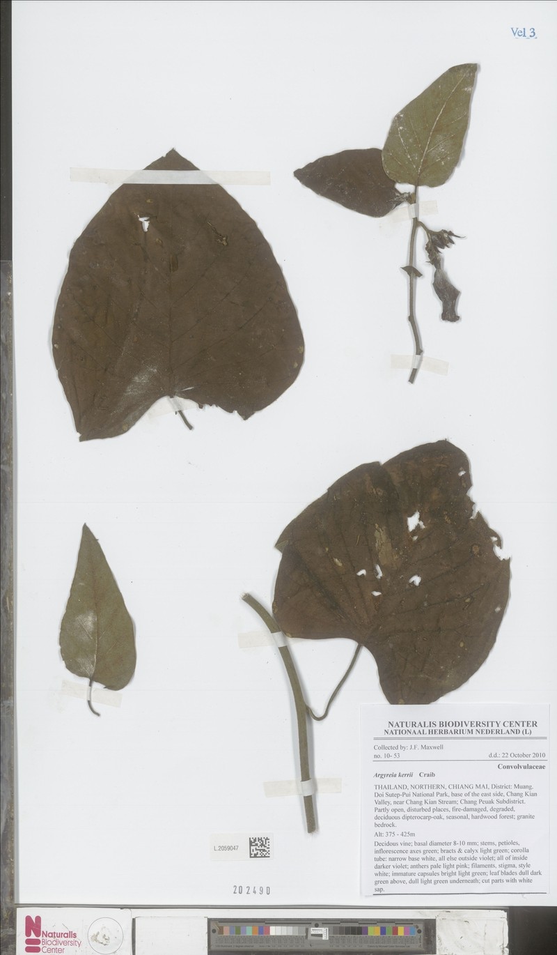 Argyreia kerrii photo 4