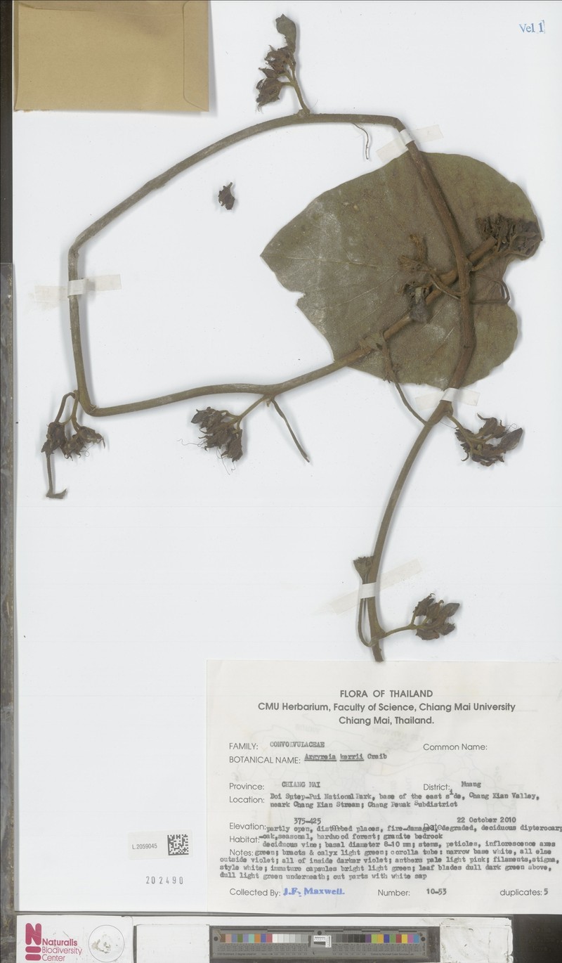Argyreia kerrii photo 5