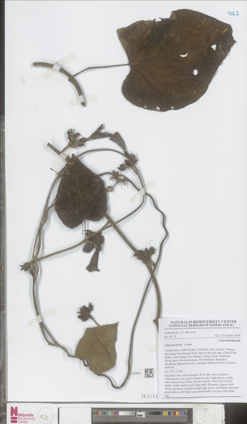 Argyreia kerrii photo 6