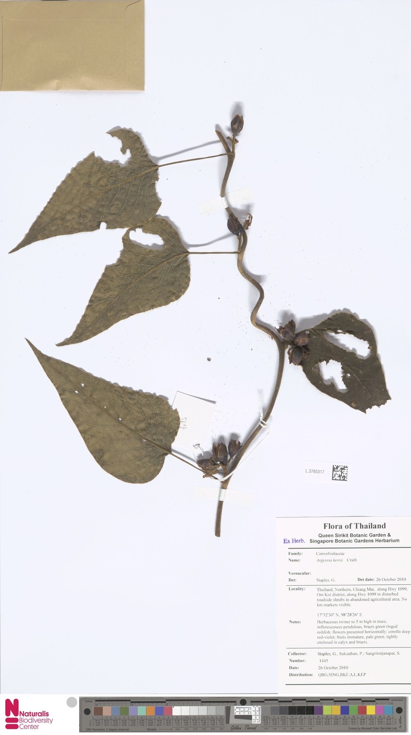 Argyreia kerrii photo 7