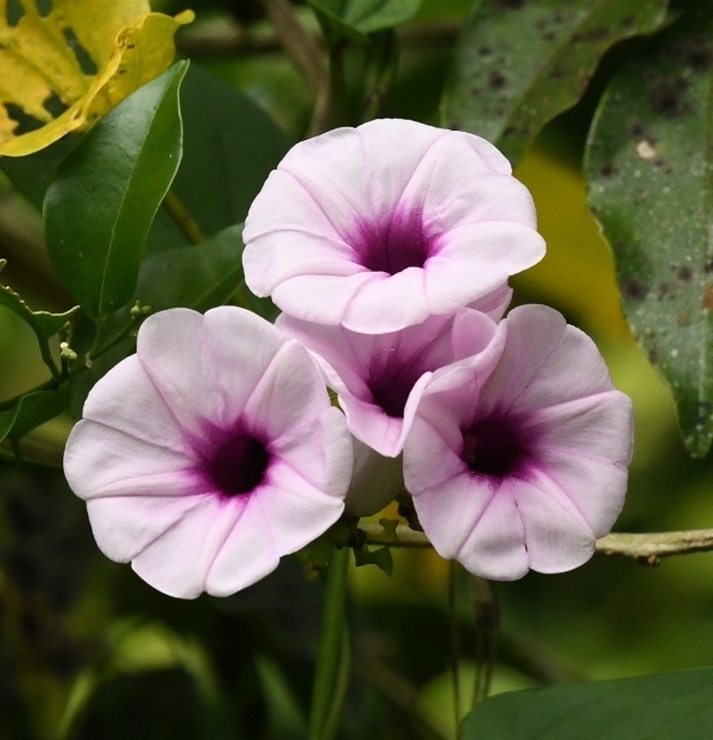 Argyreia kleiniana photo 2