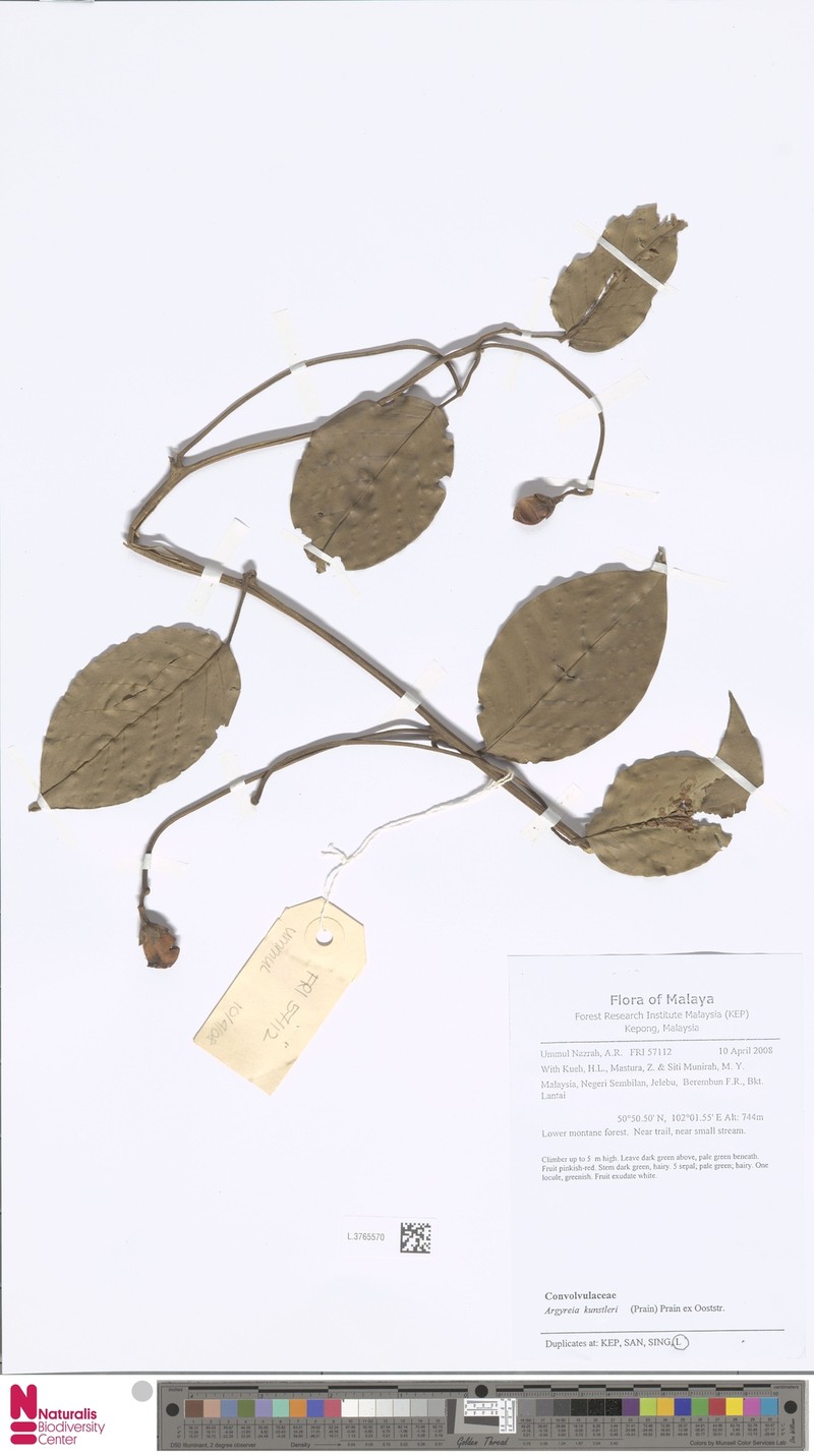 Argyreia kunstleri