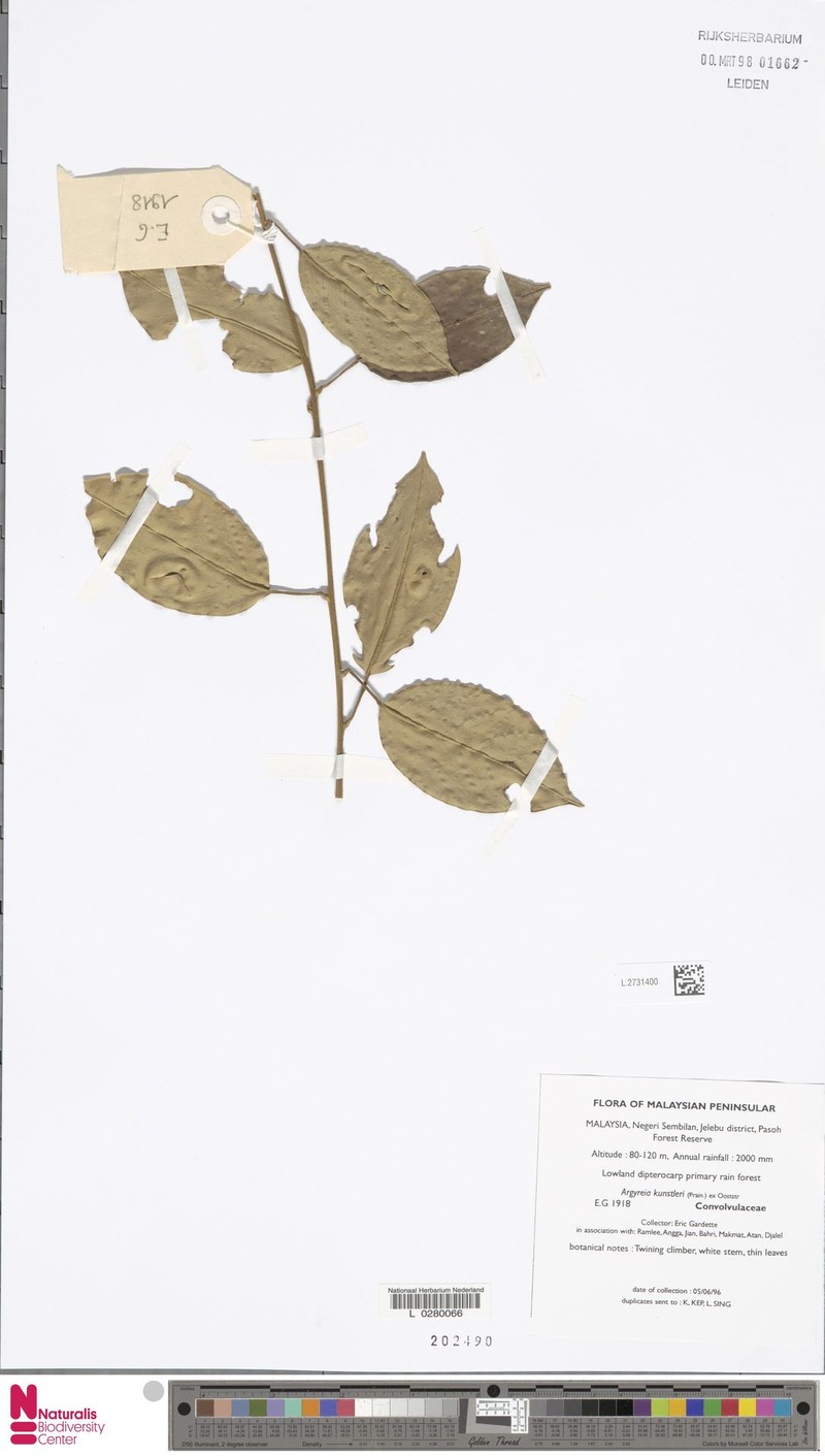 Argyreia kunstleri photo 2